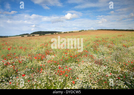 In der Nähe von Burnham Market in Norfolk, Mohn und Wildblumen. Stockfoto