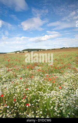 In der Nähe von Burnham Market in Norfolk, Mohn und Wildblumen. Stockfoto