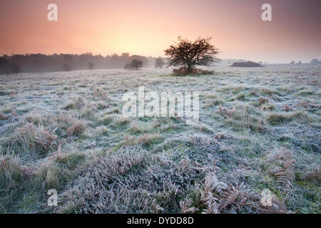 Sonnenaufgang über dem Brettenham Heath an einem kalten frostigen Morgen am Rande des Thetford Forest. Stockfoto