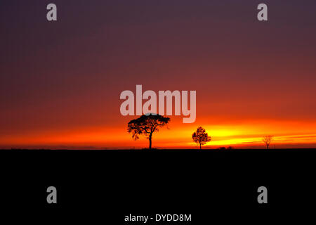 Ein stürmischer Sonnenuntergang über Ackerland durch das Dorf Zielrechner in Norfolk. Stockfoto