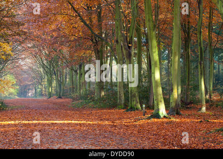 Herbstfärbung bei Bacton Holz in Norfolk. Stockfoto