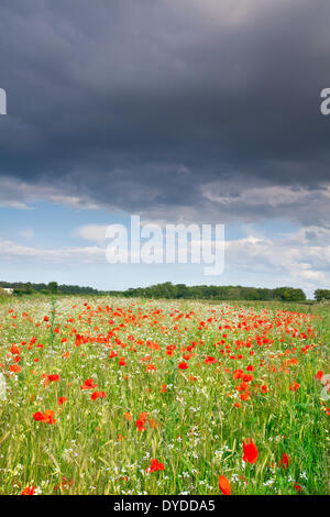 Ein Sommer Mohn-Feld unter Gewitterhimmel in der Norfolk-Landschaft. Stockfoto