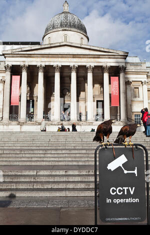 Ein paar von Harris Falken Barsch auf ein CCTV Schwarzes Brett vor der National Gallery. Stockfoto