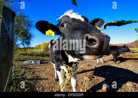 Kühe auf einer Weide in Pennsylvania. Stockfoto