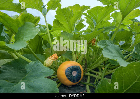 Gelbe und grüne Kürbis wachsen in einen Bauerngarten. Stockfoto