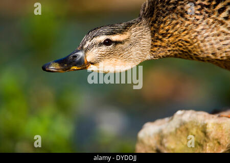 Eine Stockente am Ufer eines Flusses. Stockfoto