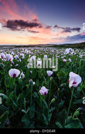 Sonnenaufgang über ein Feld von Schlafmohn in der Nähe von Morden. Stockfoto