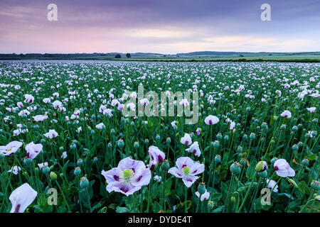 Sonnenaufgang über ein Feld von Schlafmohn in der Nähe von Morden. Stockfoto