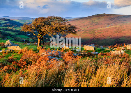 Abendlicht am Combestone Tor auf Dartmoor. Stockfoto