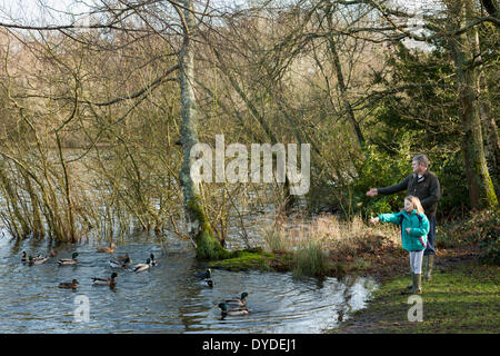 Vater und Tochter werfen Brot füttern Enten am Ufer des Sees. Stockfoto