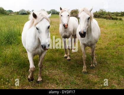 Weiße Pferde der Camargue. Stockfoto