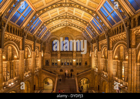 Der Central Hall im Natural History Museum in London. Stockfoto