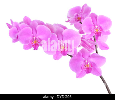 Phalaenopsis Orchidee isoliert auf weißem Hintergrund Stockfoto