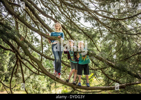 Zwei Brüder und ihre Schwester Klettern auf Bäume im Wald. Stockfoto