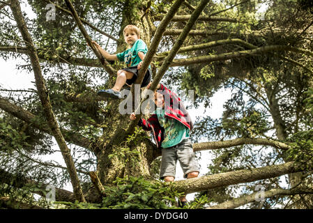 Zwei Brüder Klettern auf Bäume im Wald. Stockfoto