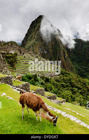 Lamas bei Macchu Pichu in der Region Cusco in Peru. Stockfoto