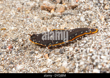 Juvenile Sohle (Soleichthys SP.), kriecht entlang einem sandigen Boden in der Lembeh-Strait off Nord-Sulawesi, Indonesien. Stockfoto