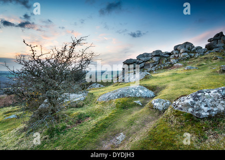 Verkümmerte Bäume wachsen auf Moorland am Helman Tor in der Nähe von Bodmin in Cornwall Stockfoto