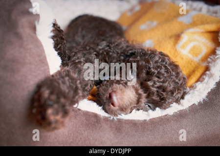 Eine verschlafene Miniatur Pudel Welpen. Stockfoto