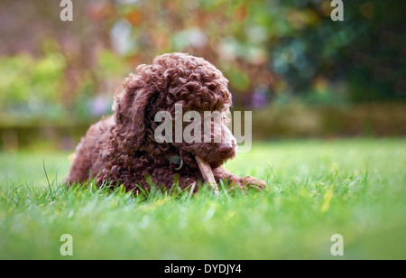 Eine Miniatur Pudel Welpen liegen auf dem Rasen im Garten einen Stick zu kauen. Stockfoto