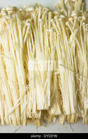 Goldene Nadel Pilz in weißen Hintergrund isoliert. Stockfoto