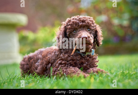 Eine Miniatur Pudel Welpen liegen auf dem Rasen im Garten einen Stick zu kauen. Stockfoto