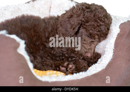 Eine Miniatur Pudel Welpen liegen in seinem weichen Bett auf einem weißen Hintergrund. Stockfoto