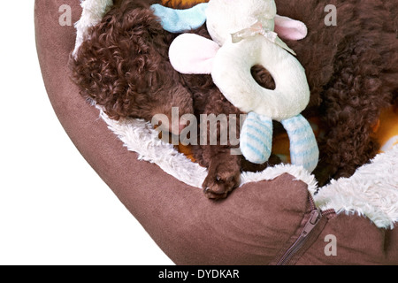 Eine Miniatur Pudel Welpen liegen in seinem weichen Bett auf einem weißen Hintergrund. Stockfoto