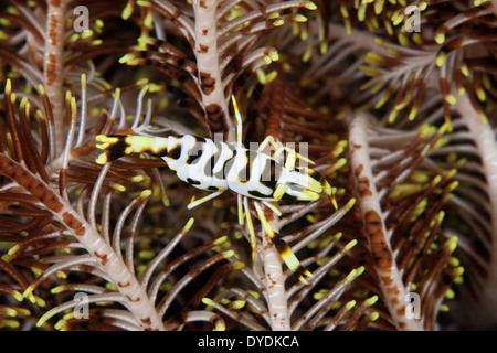 Peitschenkorallen Kommensale Garnelen (Laomenes SP.), eine unbeschrieben Arten in auf eine Crinoid in der Lembeh-Strait Stockfoto