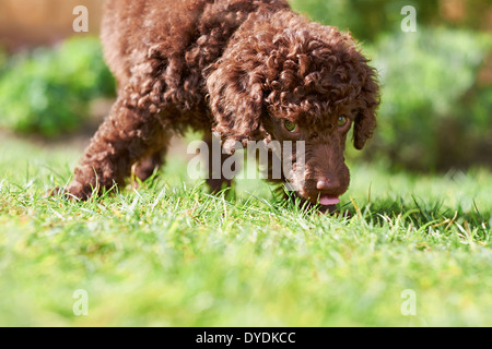 Eine Miniatur Pudel Welpen spielen auf dem Rasen im Garten. Stockfoto