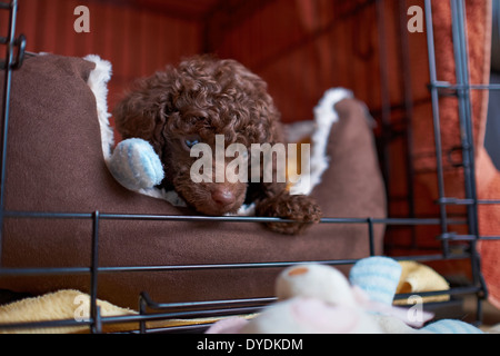 Eine verschlafene Miniatur Pudel Welpen. Stockfoto