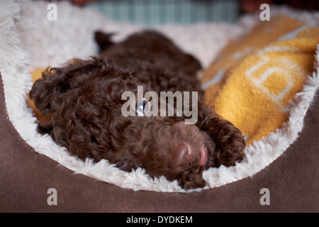 Eine verschlafene Miniatur Pudel Welpen. Stockfoto