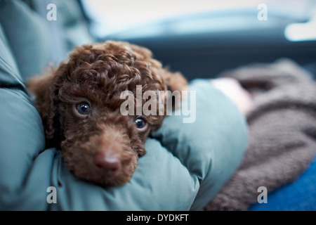 Eine verschlafene Miniatur Pudel Welpen. Stockfoto