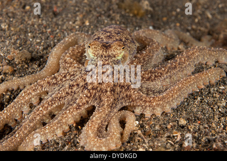 Langer Arm Krake (Octopus SP.), ist dieses noch unbenannten und unbeschrieben Arten häufig in der Lembeh-Strait Stockfoto