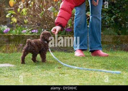 Blei und Clicker-training für einen Miniatur Pudel Welpen im Garten. Stockfoto