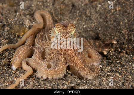 Langer Arm Krake (Octopus SP.), ist dieses noch unbenannten und unbeschrieben Arten häufig in der Lembeh-Strait Stockfoto