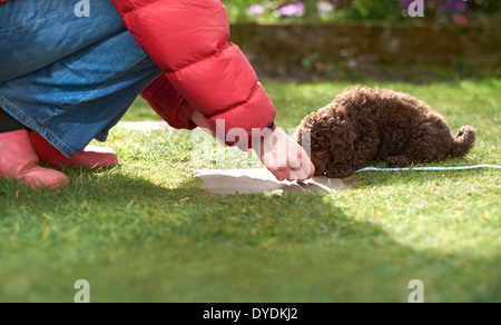 Blei und Clicker-training für einen Miniatur Pudel Welpen im Garten. Stockfoto