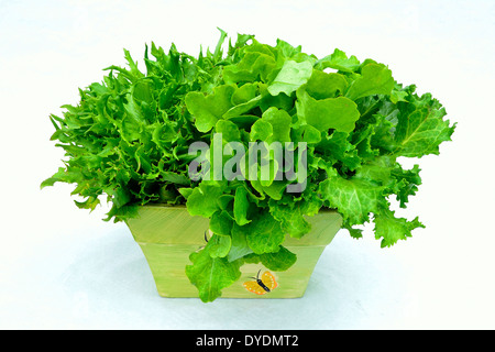 Verschiedene Sorten von Salat (Lactuca Sativa) in einem Topf im Studio. Stockfoto