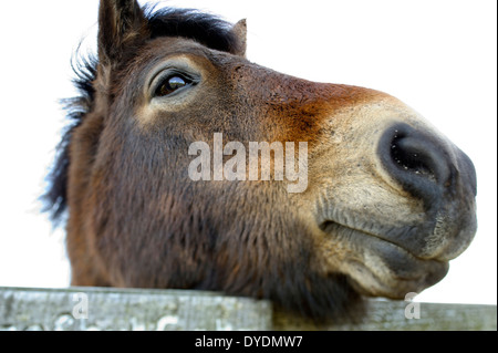 Eine Nahaufnahme von einer wilden Exmoor Pony stützte sich auf ein Tor, Exmoor, Großbritannien Stockfoto