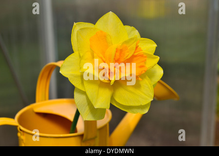 Blume des doppelten Narzisse (Narcissus), close-up in einem Gewächshaus. Stockfoto
