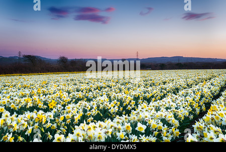 Ein Feld von Narzissen wachsen auf einer Farm in Cornwall Stockfoto