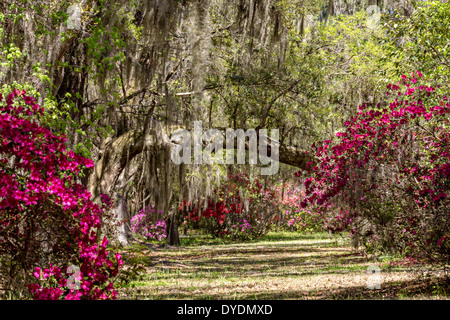Jahrhunderte alte Eichen Bäume mit Spanisch Moos bedeckt im Magnolia Plantation 10. April 2014 in Charleston, SC. Stockfoto