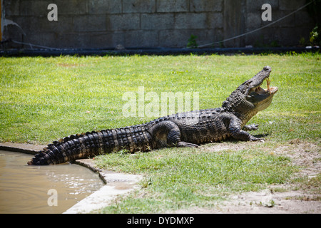 Die Krokodilfarm in Hamat Gader, Golanhöhen, Israel. Stockfoto