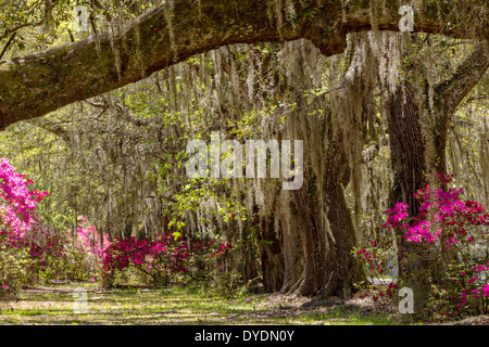 Jahrhunderte alte Eichen Bäume mit Spanisch Moos bedeckt im Magnolia Plantation 10. April 2014 in Charleston, SC. Stockfoto