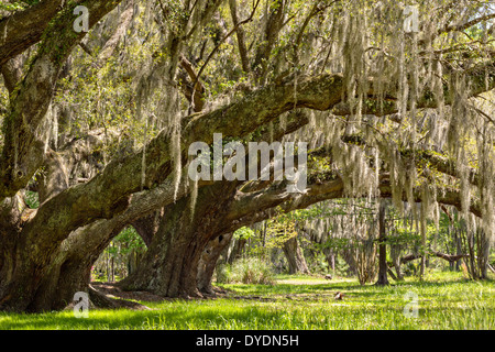 Jahrhunderte alte Eichen Bäume mit Spanisch Moos bedeckt im Magnolia Plantation 10. April 2014 in Charleston, SC. Stockfoto