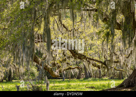 Jahrhunderte alte Eichen Bäume mit Spanisch Moos bedeckt im Magnolia Plantation 10. April 2014 in Charleston, SC. Stockfoto