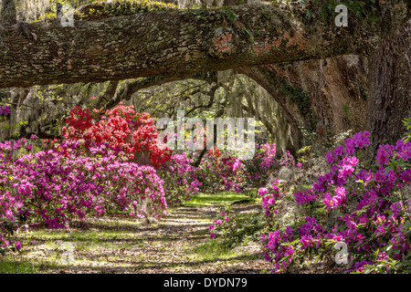 Jahrhunderte alte Eichen Bäume mit Spanisch Moos bedeckt im Magnolia Plantation 10. April 2014 in Charleston, SC. Stockfoto