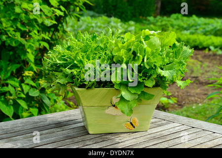 Verschiedene Sorten von Salat: Batavia, Blatt Eiche (Lactuca Sativa) in einem Topf (Suzanne Gemüsegarten). Stockfoto