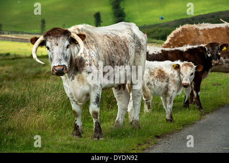 Englische Longhorn-Rinder weiden auf Exmoor, Großbritannien Stockfoto