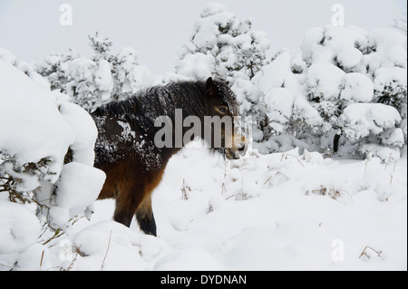 Wilde Exmoor Ponys im Winterschnee auf Exmoor Stockfoto